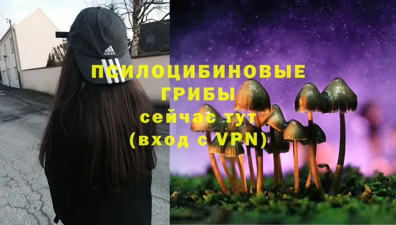 Псилоцибиновые грибы Psilocybe  Камень-на-Оби 